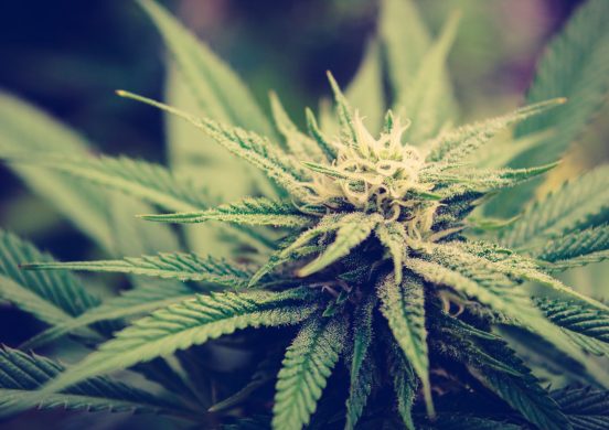 12 FAQs about medicinal cannabis