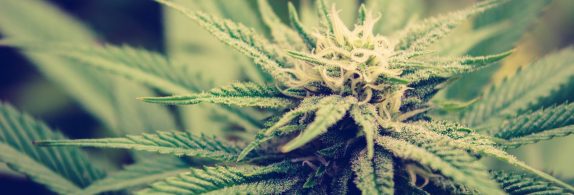 12 FAQs about medicinal cannabis